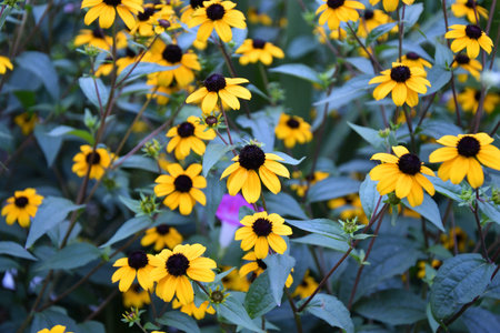 The yellow flower Rudbeckia triloba (Latin. Rudbeckia triloba) blooms in a summer garden