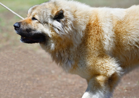 Caucasian Shepherd Dog on a walk on a summer day