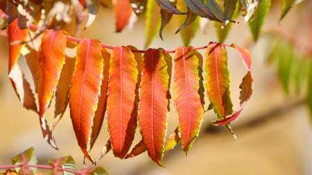 Leaves of the vinegar tree (Latin. Rhus typhina) or Virginia sumach in autumnの写真素材