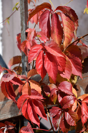 Multicolored leaves of wild or maiden grapes (Latin. Parthenocissus) in the autumn park