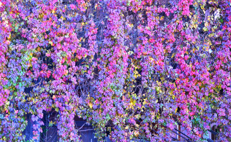 Multicolored leaves of wild or maiden grapes (Latin. Parthenocissus) in the autumn park