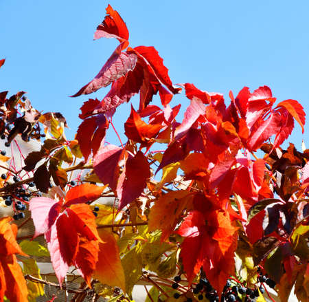Multicolored leaves of wild or maiden grapes (Latin. Parthenocissus) in the autumn parkの写真素材