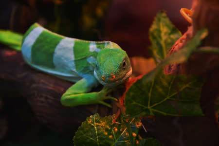 Striped Fijian iguana (Latin. Brachylophus fasciatus) in the terrariumの写真素材