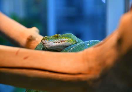 Green python, or tree python (Latin. Morelia viridis) - Rhombic python species in the python family Pythonidaeの写真素材