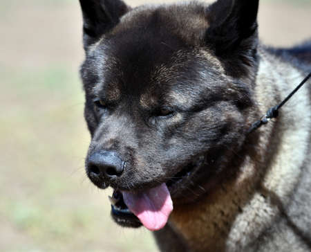 Dog breed American Akita on a walk in the summerの写真素材