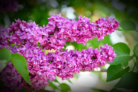 Terry lilac (double) pink-pale purple in the spring garden