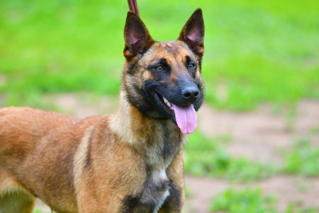 Dog Breed Belgian Shepherd Malinois (shorthair) on a walk on a summer day