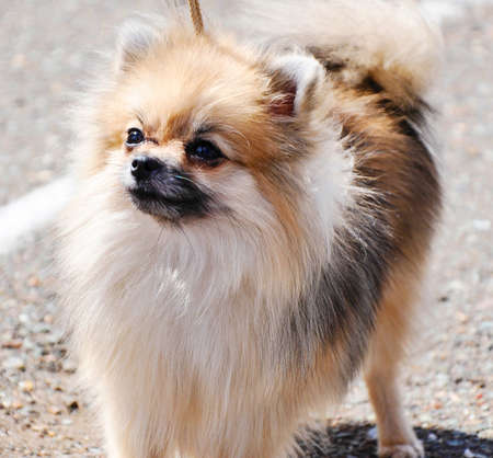 A German Spitz dog on a walk on a summer dayの写真素材