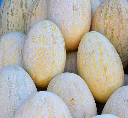 Ripe melons (Latin Cucumis melo) of the new harvest are sold at the bazaarの写真素材