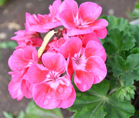 Flower Pelargonium (Latin Pelargonium) or Geranium (Latin Geranium) pale pink after rain in the summer gardenの写真素材