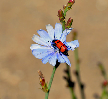 Chicory flower (Latin. Cichorium) of blue color in a summer field