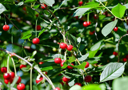 Ripe red cherry (Latin. Prunus subg.) in the summer gardenの写真素材