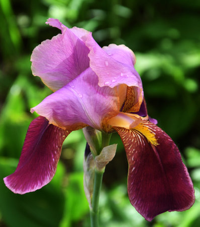 Flower purple bearded iris or Iris Germanica (Latin Iris germanica) after the rain after the rain in the summer gardenの写真素材