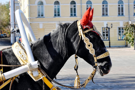 A horse in a festive harness is harnessed to a wedding carriageの写真素材