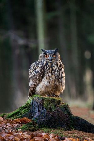 Beautiful wild owl in the nature.の写真素材