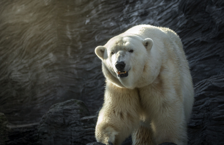 Polar bear in the zoo, rock behind him.の写真素材