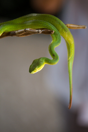 Beautiful green snake, Vogels Green Pitviper, on the tree.の写真素材
