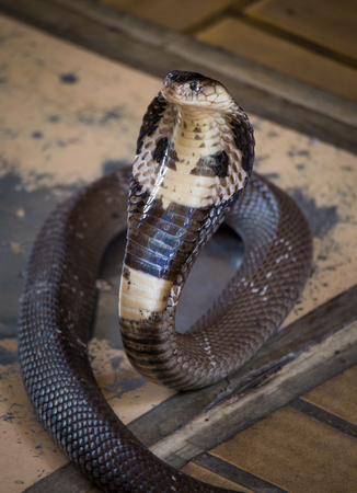 King cobra looking for some spoil. Look dangerous. Exotic reptileの写真素材