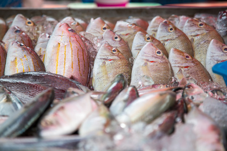 A gilthead (dorade) on ice at the seafood boothの写真素材