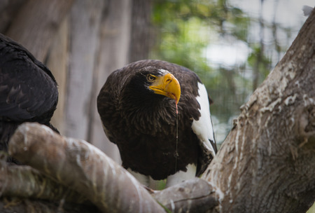 Eastern eagle eats meat during the watch in the zoo.の写真素材