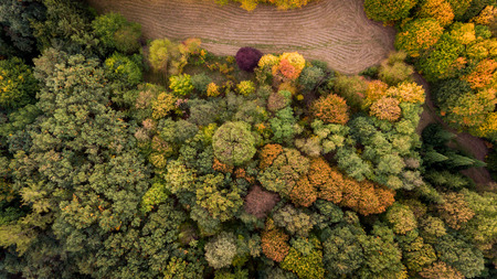Aerial view on the trees in autumn time. Colorful trees. Aerial view in the autumn.の写真素材