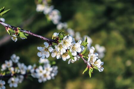Flowering tree branch closeup.の写真素材