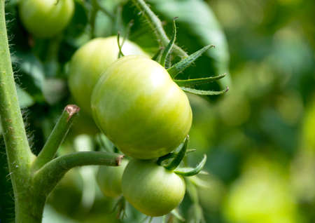 A branch of unripe tomatoes on a bush in a greenhouse. Close-up.の写真素材
