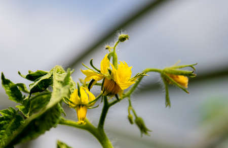 A flower of a growing tomato bush in a greenhouse. Close-up.の写真素材
