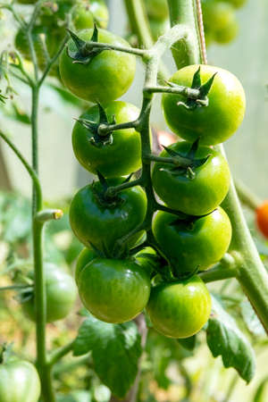A branch of unripe tomatoes on a bush in a greenhouse. Close-up.の写真素材
