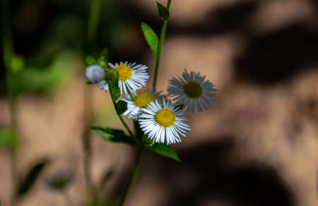 Field chamomile flower. Close-up.の写真素材