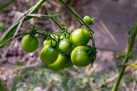 A branch of unripe tomatoes on a bush in a greenhouse. Close-up.の写真素材