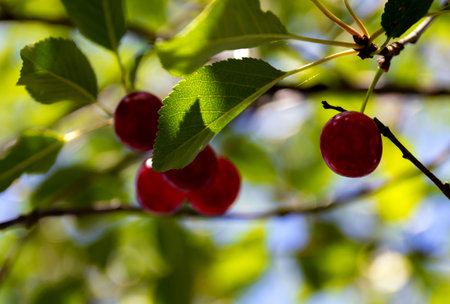 A sprig of red, ripe cherries on a tree in the garden. Close-up.