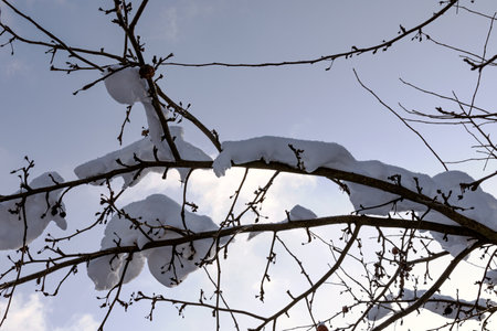 A tree branch covered with snow. Freezing day. close-up.の写真素材