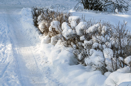 Snowball on the bush. Sunny, frosty day. close-up.の写真素材