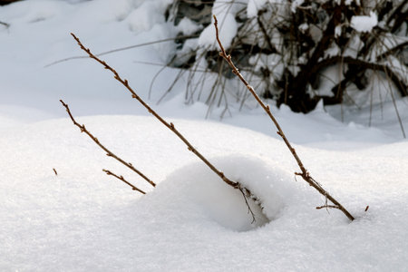 The bush is covered with snow. Freezing day. close-up.の写真素材