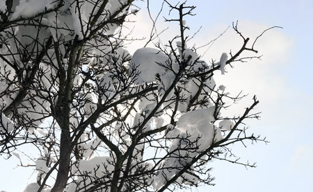 A tree branch covered with snow. Freezing day. close-up.の写真素材