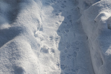 Snowy path with animal footprints.の写真素材