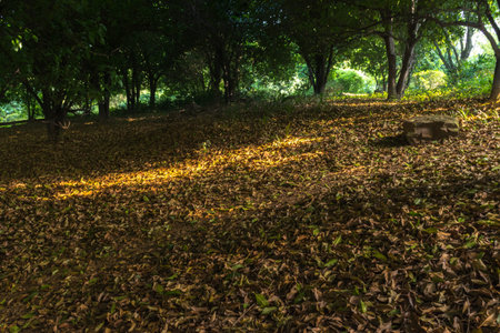 leaves on the ground in the forest. Fallen leaves in the woods and the stone. A lot of leaves on the ground on a background of green trees and sun rayの写真素材