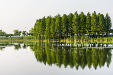 Green trees is reflected in the water. Trees are reflected in the calm water on the background of the sky and the horizonの写真素材