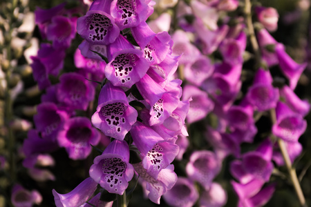 Close view of Digitalis purpurea flower, foxglove, common foxglove, purple foxglove or lady's glove. Detailed photo of purple grapes foxglove. Foxglove against a blurred backgrounの写真素材