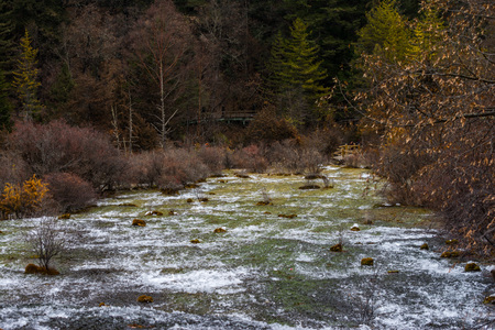 A forest waterfall in a coniferous forest. Water drains from the rock. Forest waterfallの写真素材
