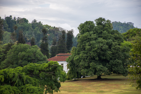 Beautiful clean green field against a background of smooth trees. Sri Lankaの写真素材