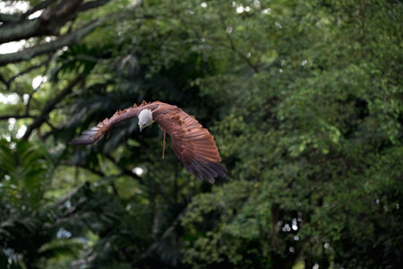 Beautiful brown bald eagle flying above the ground in the park of Singapore