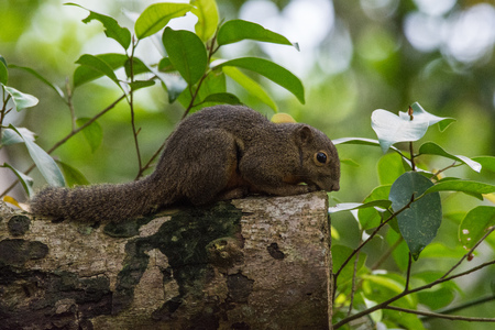 Beautiful gray squirrel sitting on a tree and gnawingの写真素材