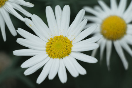 Beautiful daisy flower in the garden