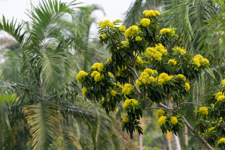 Beautiful yellow flowersの写真素材
