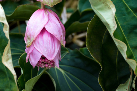 Different flowers and plants in Flower dome in Singapore
Flowers in a real flower bed at Gardens by the Bay Flower Dome. Pink flower with petalsの写真素材