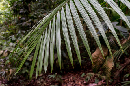 Beautiful fern leaf close-up outdoors in the forest
