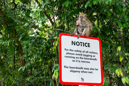 A monkey sits on a sign in the McRitchie among the green forestの写真素材
