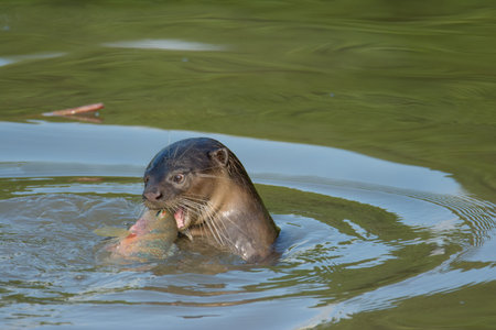 North American river otter eat fish in waterの写真素材